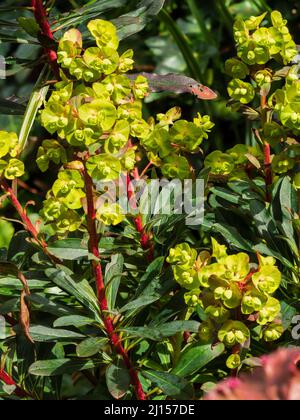 Dunkle Blätter, rote Stängel und sauergelbe Blätter der ausgewählten Form des immergrünen Holzspurgen, der Amygdaloides 'Purpurea', der Stockfoto