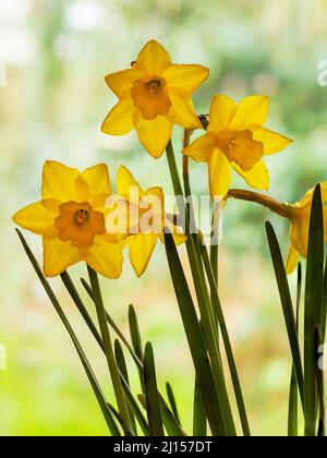 Duftende gelbe Trompeten der früh blühenden Jonquil-Art-Narzisse, Narcissus 'Süße' Stockfoto