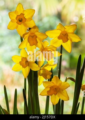 Duftende gelbe Trompeten der früh blühenden Jonquil-Art-Narzisse, Narcissus 'Süße' Stockfoto