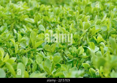 Junge grüne Luzerne wächst auf einem Ackerfeld. Frisches Grün anbauen. Textur von jungem Gras. Frühling. Stockfoto
