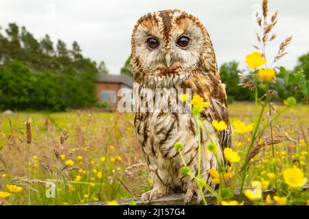 Nahaufnahme einer Waldkauz, die auf einem Farmgefecht auf einer Sommerwiese mit bunten Butterblumen und Gräsern thront. Gegenüberliegende Kamera. Wissenschaftlicher Name: Stri Stockfoto