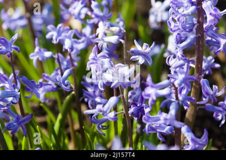 Hyacinthus Orientalis Stockfoto