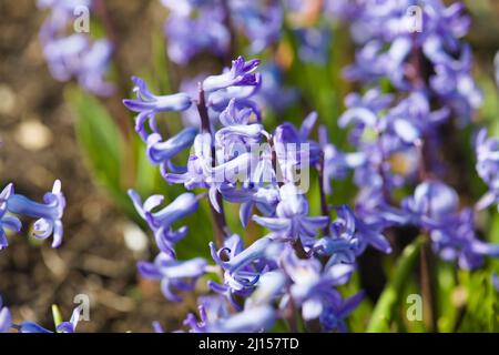 Hyacinthus Orientalis „Blaues Festival“ Stockfoto