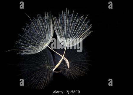 Zwei Samen mit Spiegelung auf schwarzem Hintergrund (extremes Makro) Stockfoto