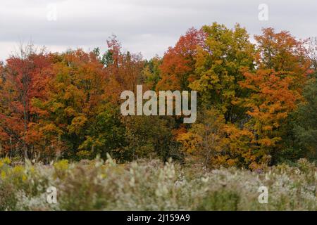 Herbstfarben auf einem Bolton, Ontario, Kanada Feld im Oktober 2020. Stockfoto