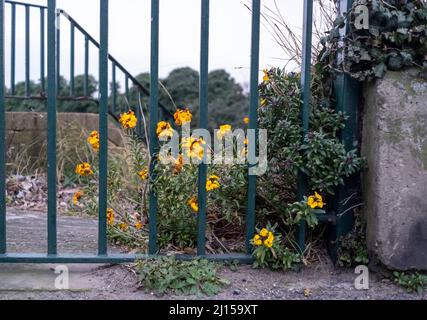 Wilde Blumen wachsen durch Metallgeländer in Ramsgate Kent Stockfoto