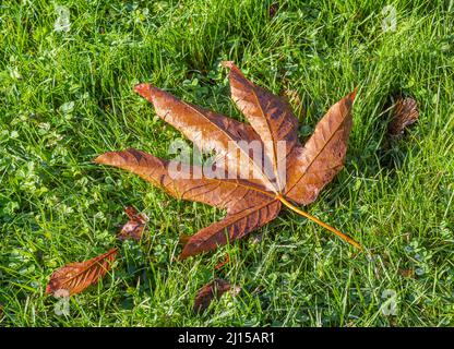 Orange September Herbst Blätter auf dem Boden in schönen Herbst Park. Gefallene goldene Herbstblätter auf grünem Gras im Hof. Oktober Landschaftshintergrund, nob Stockfoto