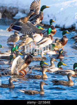 Eine große Herde Mallard Ducks, die an einem späten Wintertag mitten am Nachmittag in den Flug fliegen. Stockfoto