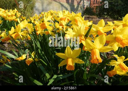 Eine große Menge Narzissen steht in einem alten Klostergarten. Es ist die beliebte Sorte namens Narcissus cyclamineus Jetfire Stockfoto