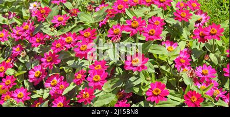 Hintergrund von schönen Blumen Zinnien. Ein heller, sonniger Tag im Stadtpark. Stockfoto