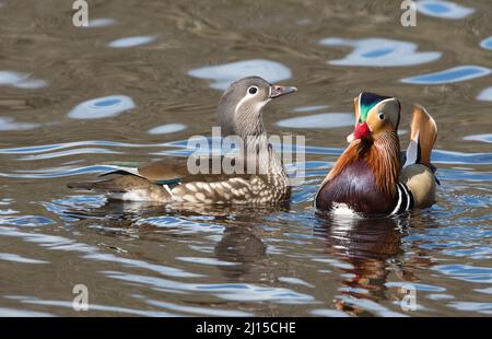 Mandarinente (Aix galericulata), Paar fotografiert im Frühjahr. Das knallbunte Männchen befindet sich rechts. Stockfoto