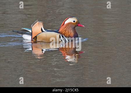 Mandarinente (Aix galericulata), Männchen oder drake, fotografiert im Frühjahr Stockfoto