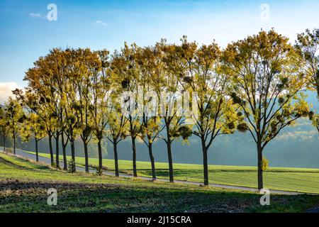 Schöne ländliche Landschaft mit Mistelallee bei Sonnenaufgang im Taunus-Gebiet in Hessen, Deutschland Stockfoto