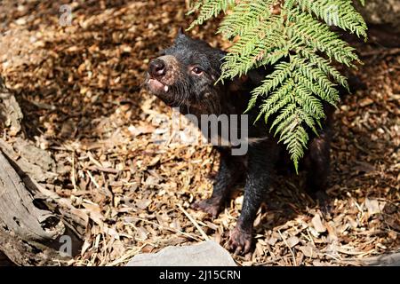 Säugetiere / Ein tasmanischer Teufel im Ballarat Wildlife Park in Ballarat Australien. Stockfoto