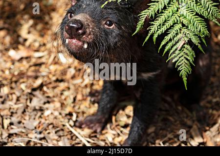 Säugetiere / Ein tasmanischer Teufel im Ballarat Wildlife Park in Ballarat Australien. Stockfoto