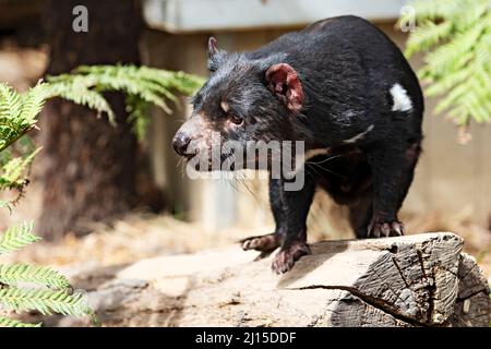 Säugetiere / Ein tasmanischer Teufel im Ballarat Wildlife Park in Ballarat Australien. Stockfoto