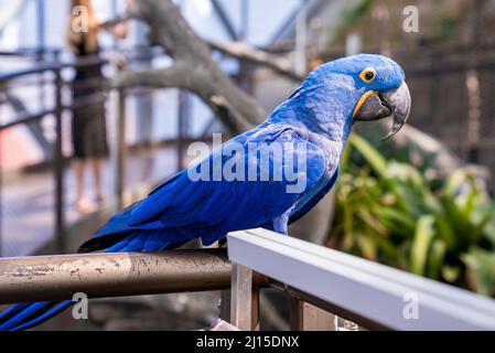 Hyazinth-Ara-Papagei mit blauer Feder auf Geländer im Zoo Stockfoto