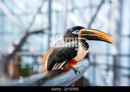 Nahaufnahme eines Vogels mit langem Schnabel, der auf einem Metallgeländer im Zoo thront Stockfoto