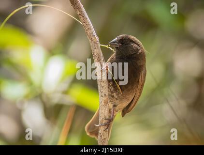 Ein seltener Vogel für die Florida Keys, der schwarz gesichtige Grasquit ernährt sich von Grassamen, die auf der Seite eines Baumes thront. Stockfoto