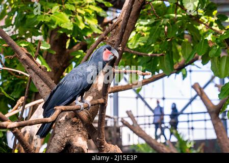 Palmkakatoo-Vogel mit schwarzer Feder thront auf einem hölzernen Ast im Zoo Stockfoto