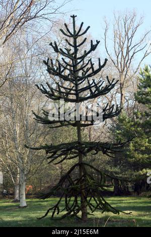 Affe Puzzle Tree (Araucaria araucana) Chile Pine im Wisley RHS Garden Surrey England Stockfoto