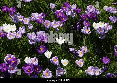 Crocus Field im März (Winter-Frühling) Surrey England Stockfoto