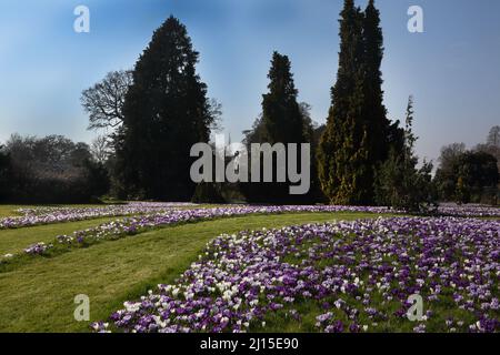 Wisley RHS Garden Woking Surrey England Crocus Field im März (Winter-Frühling) Stockfoto