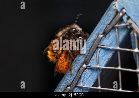 Wildbienen, die sich im Frühjahr auf dem Dach eines Bienenhotels paaren Stockfoto