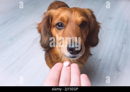 Der Besitzer gab seinem kranken Hund Medikamente in einer Pille. Medizin und Vitamine für Haustiere. Pillen für Tiere. Stockfoto