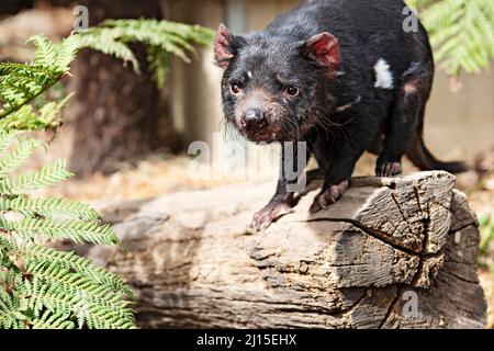 Säugetiere / Ein tasmanischer Teufel im Ballarat Wildlife Park in Ballarat Australien. Stockfoto