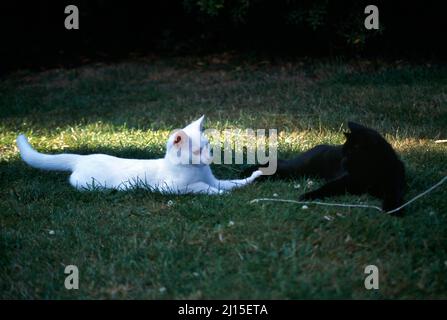 Schwarze und weiße Kätzchen, die auf Gras liegen, spielen in Garden Surrey England Stockfoto