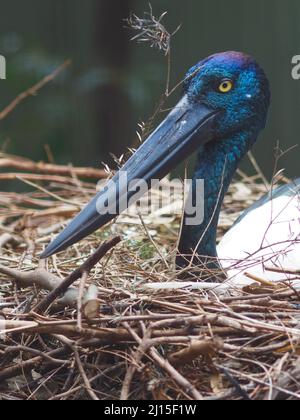 Prachtvoller majestätischer Schwarzhalsstorch auf ihrem aufwendigen Nest. Stockfoto