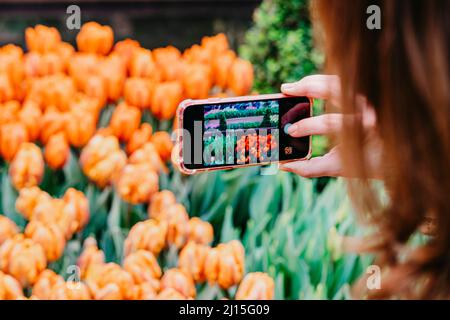 Hände von Mädchen mit Smartphone Foto von Blüten im Garten. Moderne Technik und Frühling Stockfoto