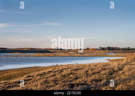 Salzlagune im Naturschutzgebiet Rye Harbor, East Sussex, England Stockfoto