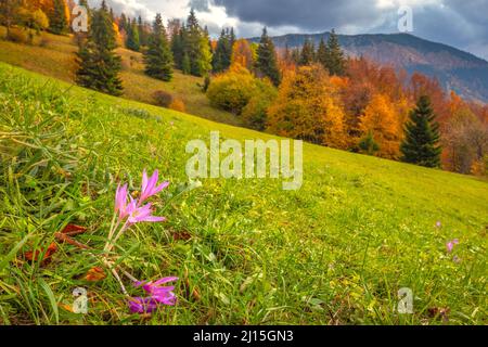 Krokusblüte blüht im Herbst auf der Bergwiese. Das Vratna-Tal im Nationalpark Mala Fatra, Slowakei, Europa. Stockfoto