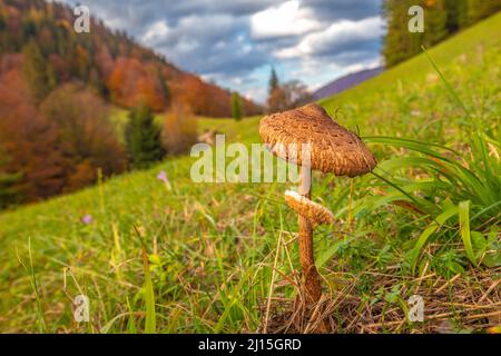 Der Sonnenschirmpilz (Macrolepiota procera lateinischer Name) vor der Berglandschaft im Herbst. Das Vratna-Tal im Nationalpark Mala Fatra, Slowakisch Stockfoto