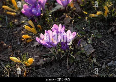 Violette Krokusblüten (Crocus sativus) wachsen in einem Park Stockfoto