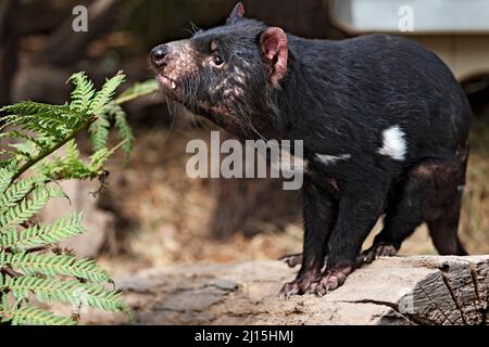 Säugetiere / Ein tasmanischer Teufel im Ballarat Wildlife Park in Ballarat Australien. Stockfoto