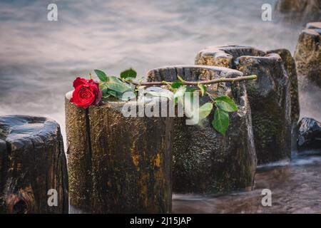 Schönes Blumenkonzept in geringer Schärfentiefe. Rote Rose auf einem Holzschimmel vor einem verschwommenen Meeresgrund. Stockfoto