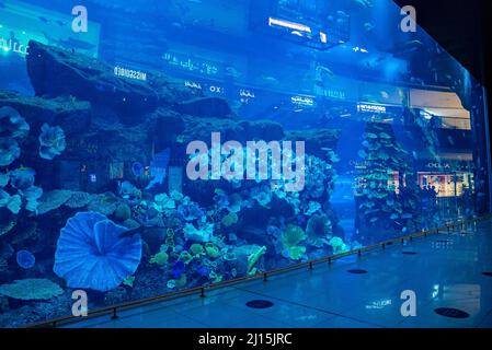 Das Innere des Glasaquariums in der größten Shopping Mall der Welt in Dubai Stockfoto