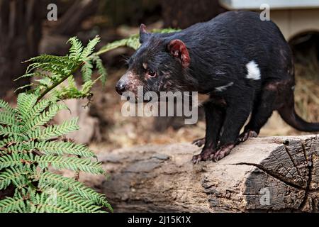 Säugetiere / Ein tasmanischer Teufel im Ballarat Wildlife Park in Ballarat Australien. Stockfoto