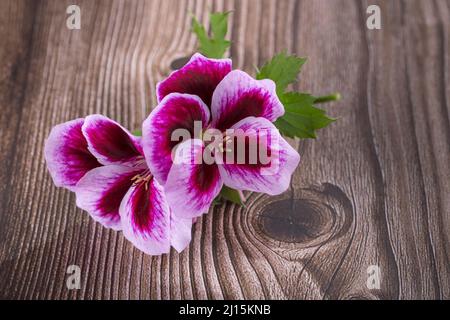 Schöne Blume auf dem Holztisch, Clarkia amoena (Godesia) Nahaufnahme Stockfoto