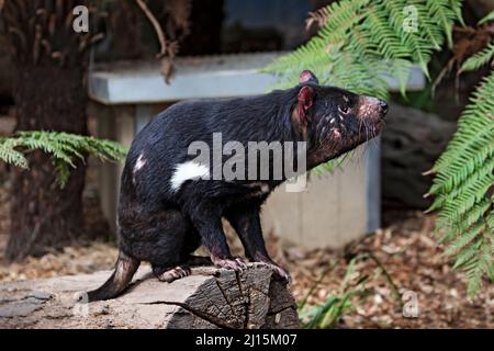 Säugetiere / Ein tasmanischer Teufel im Ballarat Wildlife Park in Ballarat Australien. Stockfoto