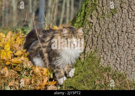Alvin - große sibirische Katze mit langen Haaren im Garten Stockfoto