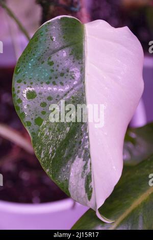 Nahaufnahme eines bunten Halbmondblatts von Monstera Albo Borsigiana in kleiner Form Stockfoto