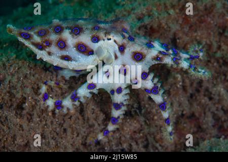 Ein Blauring-Krake, Hapalochlaena sp., kriecht über den Meeresboden der Lembeh Strait, Indonesien. Diese Art ist eine der giftigsten auf der Erde. Stockfoto