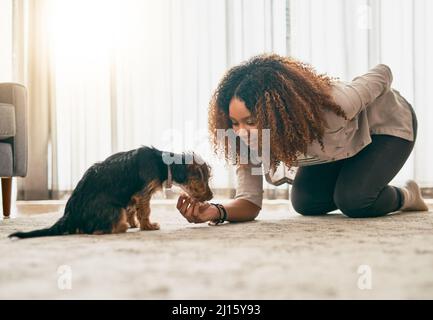 Der süßeste Welpe der Welt. Aufnahme einer fröhlichen jungen Frau, die mit ihrem niedlichen kleinen Welpen herumspielt, während sie zu Hause auf dem Boden sitzt. Stockfoto