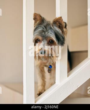 Verlassen Sie nicht ohne mich okay. Aufnahme eines entzückenden Hundes, der zu Hause auf einer Treppe spielt. Stockfoto