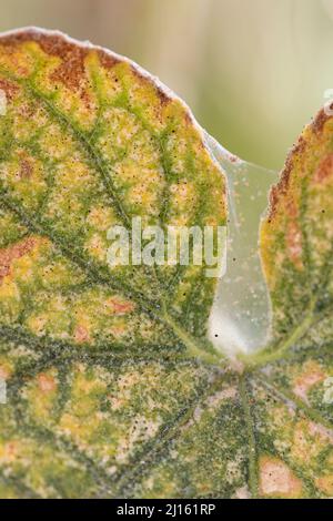 Rotspinnen-Milbe Tetranychus urticae Schädling vieler Pflanzen auf Gurkenblättern, selektives Foto. Stockfoto