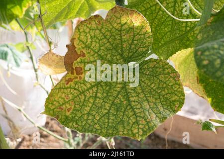 Befall mit roter Spinnmilbenkolonie auf Gemüsegurkenblättern. Insektenkonzept. Stockfoto